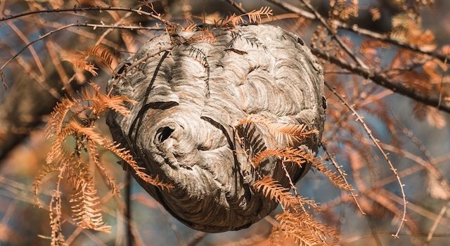 BFTraitement - Destruction nids frelons