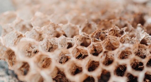 BFTraitement - Destruction nid guepes